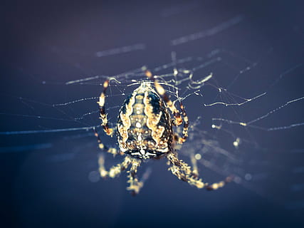 Spinne, Spinnenmakro, Spinnennetz, Insekt, schließen, Natur, Spinnentier, Makro, giftig, Tier, gruslig, Nahansicht, Gartenkreuzspinne, Gliederfüßer, Tierthemen, wirbellos, Zerbrechlichkeit, ein Tier, Tierwelt, selektiver Fokus, Tiere in freier Wildbahn, keine Leute, Fokus auf den Vordergrund, Verletzlichkeit, draußen, Tierbein, 4K, CC0, gemeinfrei, lizenzfrei