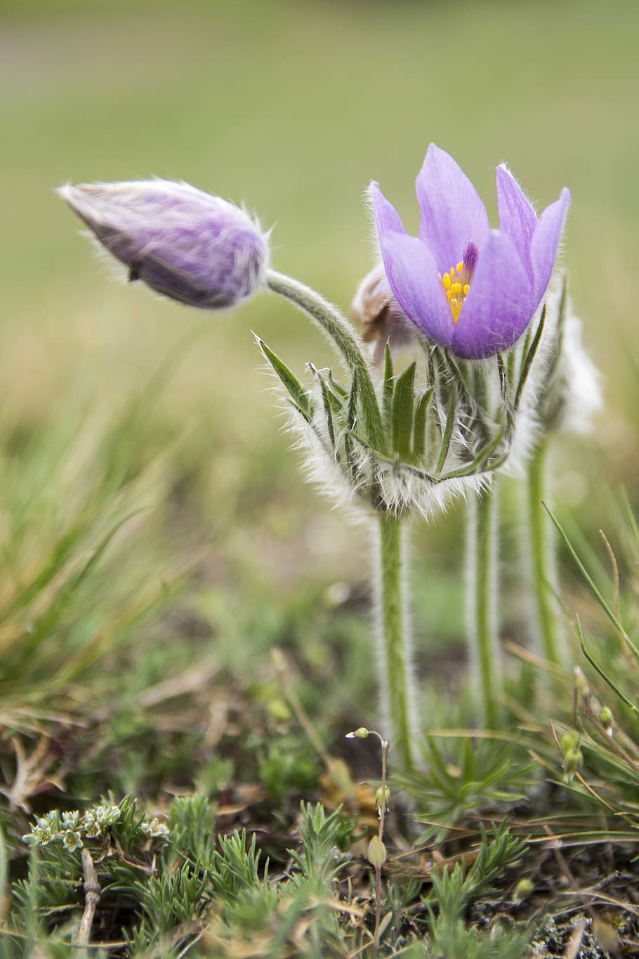 pasque blomst, forår, eng, makro, blomst, have, plante, blomstrende plante, vækst, sårbarhed, skrøbelighed, skønhed i naturen, lilla, friskhed, natur, Mark, jord, tæt på, fokus på forgrunden, ingen mennesker, dag, blomsterstand, grøn farve, blomsterhoved, kronblad, udendørs, iris, krokus, 5K