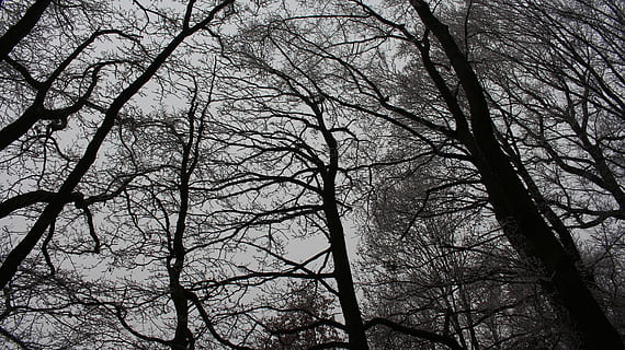 Wald, dunkel, Dämmerung, beklagen, seltsam, Bäume, Natur, Zauberwald, Dunkelheit, Kontrast, Mystik, Wipfel, Baum, Ast, Hintergründe, kahler Baum, Pflanze, keine Leute, Ruhe, Flachwinkelansicht, Himmel, Kofferraum, Baumstamm, Land, Silhouette, Schönheit in der Natur, Tag, draußen, ruhige Szene, Szenen - Natur, Baumkrone, 5K, CC0, gemeinfrei, lizenzfrei