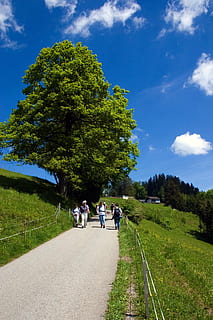 lluny, bregenz, senderisme, planta, arbre, cel, grup de persones, transport, carretera, naturalesa, direcció, el camí a seguir, dia, persones reals, núvol - cel, color verd, dones, homes, herba, creixement, caminar, gent, adult, a l'aire lliure, muntar a cavall, 2K, CC0, domini públic, lliure de regalies