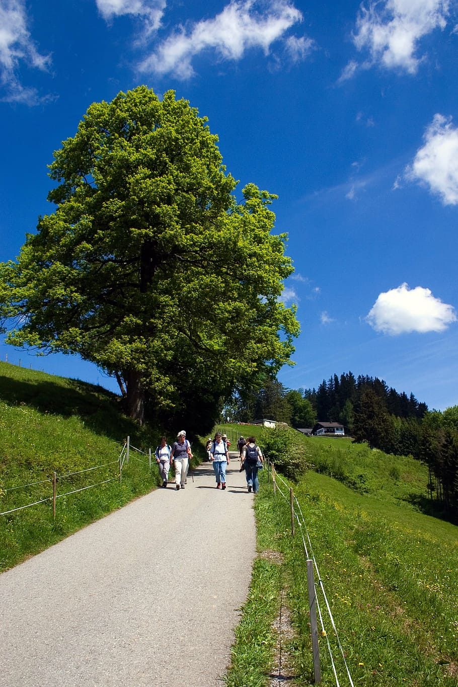 lluny, bregenz, senderisme, planta, arbre, cel, grup de persones, transport, carretera, naturalesa, direcció, el camí a seguir, dia, persones reals, núvol - cel, color verd, dones, homes, herba, creixement, caminar, gent, adult, a l'aire lliure, muntar a cavall, 2K