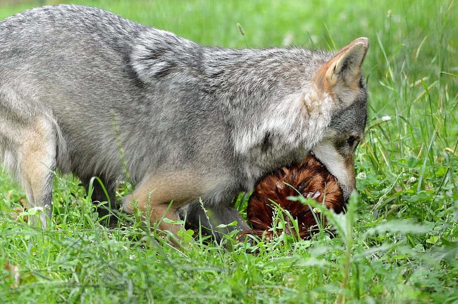 นักล่า, สุนัข, หมาป่า, canis, สัตว์, ธรรมชาติ, ป่า, สัตววิทยา, เลี้ยงลูกด้วยนม, สายพันธุ์, ความเป็นป่า, สิ่งแวดล้อม, กลางแจ้ง, ธีมสัตว์, หญ้า, สัตว์หนึ่งตัว, ปลูก, มีกระดูกสันหลัง, สัตว์ป่า, ไม่มีคน, สนาม, ที่ดิน, สัตว์เลี้ยง, วัน, สัตว์ในป่า, ในประเทศ, สีเขียว, การผ่อนคลาย, มุมมองด้านข้าง, 1080P