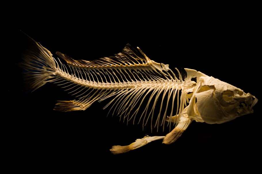 peix, museu, esquelet, ossos de peixos, fons negre, tir de l'estudi, temes d'animals, animal, a l'interior, fauna animal, un animal, cap gent, mar, animals a la natura, esquelet animal, vertebrats, os, aigua, primer pla, naturalesa, part del cos dels animals, vista lateral, marí, vista del perfil, 4K