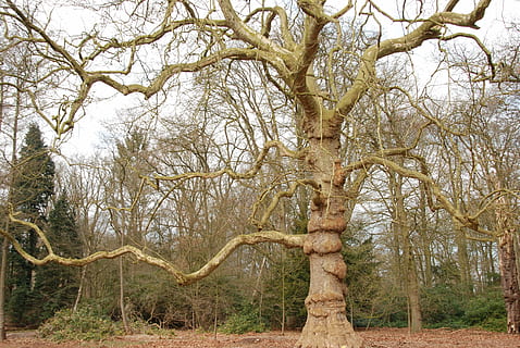 bosc, arbre, calb, marró, naturalesa, planta, tranquil·litat, terra, branca, tronc de l'arbre, tronc, creixement, cap gent, bellesa a la natura, escenics - natura, escena tranquil·la, medi ambient, escena no urbana, dia, arbre nu, a l'aire lliure, camp, 4K, CC0, domini públic, lliure de regalies