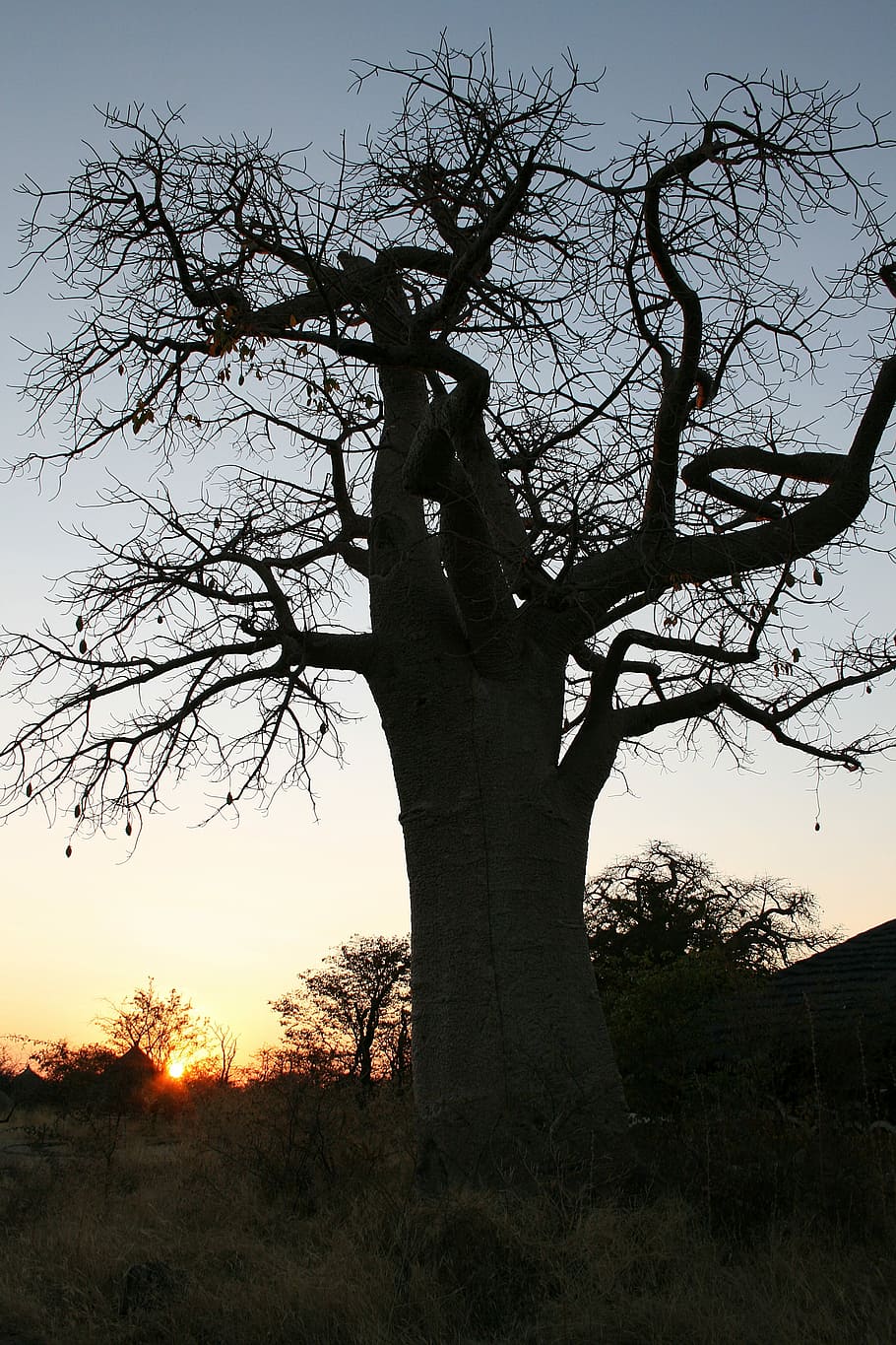 botswana, baobab, posta de sol, arbre, silueta, naturalesa, arbre nu, tronc de l'arbre, cap gent, cel, planta, bellesa a la natura, tranquil·litat, terra, tronc, escenics - natura, branca, camp, escena tranquil·la, a l'aire lliure, escena no urbana, creixement, 4K