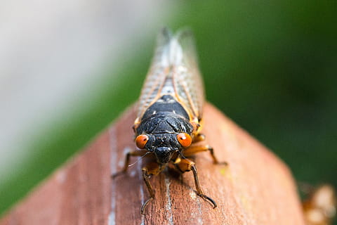 cicala, avvicinamento, insetto, macro, all'aperto, invertebrato, un animale, fauna selvatica, animali allo stato selvatico, giorno, natura, parte del corpo umano, messa a fuoco selettiva, persone, concentrarsi sulle conoscenze acquisite, volare, parte vegetale, parte del corpo animale, occhio animale, 2K, CC0, dominio pubblico, privo di copyright
