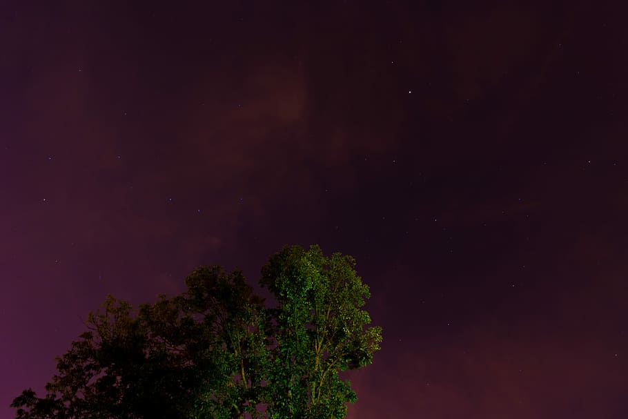 fotografia de vista de cucs, verd, fulles, arbre, arbres, nit, vermell, cel, estrella, cel nocturn, porpra, crepuscle, boirina, núvol, ombra, full, arbre superior, estat unit, Knoxville, estrella - espai, espai, astronomia, planta, bellesa a la natura, naturalesa, tranquil·litat, escenics - natura, cap gent, escena tranquil·la, camp estel·lar, galàxia, a l'aire lliure, vista d’angle baix, idíl·lic, fosc, 5K