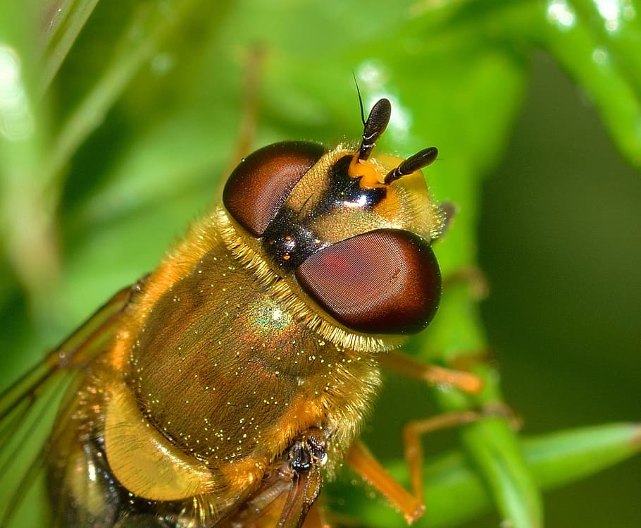 insectes, dípters, scaeva, un animal, insecte, temes d'animals, fauna animal, animals a la natura, primer pla, invertebrat, animal, part del cos dels animals, bellesa a la natura, color verd, naturalesa, cap gent, centrar-se en primer pla, ala dels animals, ull d’animals, ull, primer pla extrem, macro, planta, a l'aire lliure, cap d’animals, ampliació, petit, polinització, 1080P