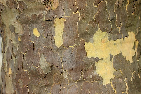 platan, kůra stromu, mapa, letadlo, strom, kůra, textura, struktura, Pozadí, zavřít, vzor, texturou, celý rám, stavba, detail, nikdo, zvětralý, hrubý, nástěnný prvek, den, odlupuje se, starý, zeď, poškozen, architektura, venku, hnědý, kov, run-down, zhoršení, beton, efekt, 5K, CC0, veřejná doména, bez autorských práv