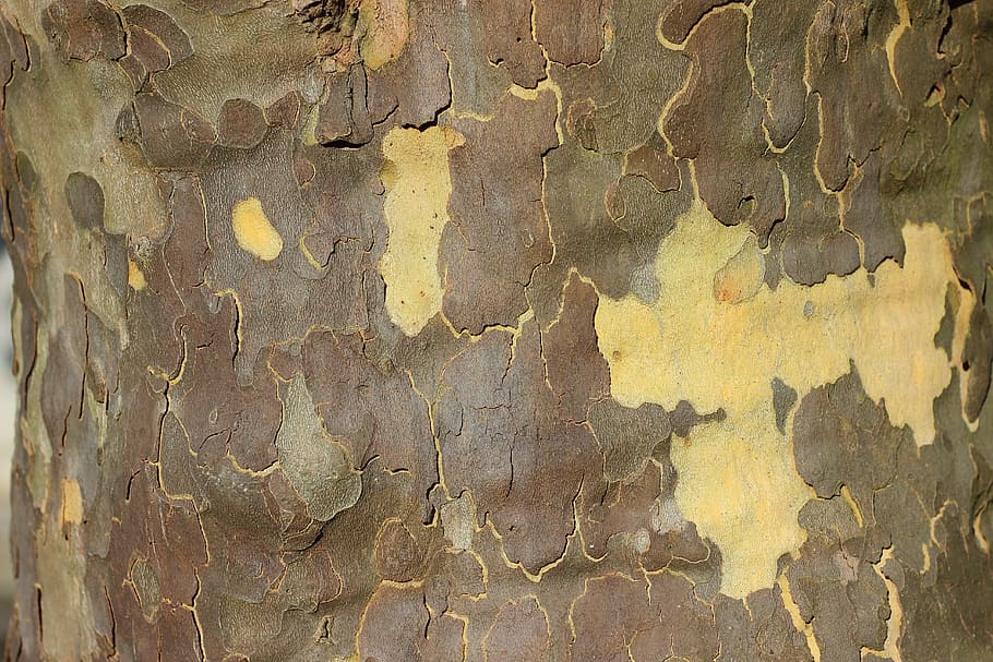 platan, kůra stromu, mapa, letadlo, strom, kůra, textura, struktura, Pozadí, zavřít, vzor, texturou, celý rám, stavba, detail, nikdo, zvětralý, hrubý, nástěnný prvek, den, odlupuje se, starý, zeď, poškozen, architektura, venku, hnědý, kov, run-down, zhoršení, beton, efekt, 5K