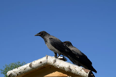 krage, krone, fugl, natur, rovdyr, ornitologi, himmel, blå, fuglefoderbakke, tæt på, grå, grå sort, parkere, by, dyr, byfugle, dyreliv, udendørs, næb, fjer, et dyr, dyr i naturen, dyre temaer, hvirveldyr, skyfri himmel, perching, dag, ingen mennesker, lav vinkel visning, kopiere plads, sollys, fuld længde, zoologi, profilvisning, 5K, CC0, offentligt domæne, royaltyfrie
