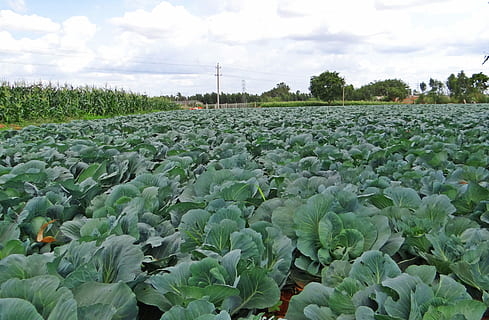 Kohl, Ernte, Feld, Gemüse, Indien, Landwirtschaft, Wachstum, Bauernhof, Pflanze, Himmel, grüne Farbe, Natur, Landschaft, Schönheit in der Natur, ländliche Szene, Szenen - Natur, Land, wolke - himmel, Tag, Ruhe, Umgebung, Blume, ruhige Szene, keine Leute, draußen, Plantage, Blumenbeet, 4K, CC0, gemeinfrei, lizenzfrei