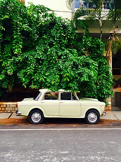 hvid, årgang, sedan, parkeret, vejsiden, på vej, bil, gammeldags, gade, retro stylet, vintage bil, transportmidler, cuba, udendørs, urban scene, gammel, land køretøj, havana, cubanske kultur, samlerens bil, USA, transportform, by, klassisk, forældet, træ, plante, motor køretøj, bygget struktur, bygning udvendig, arkitektur, vækst, dag, grøn farve, ingen mennesker, natur, stationær, vej, 2K, CC0, offentligt domæne, royaltyfrie