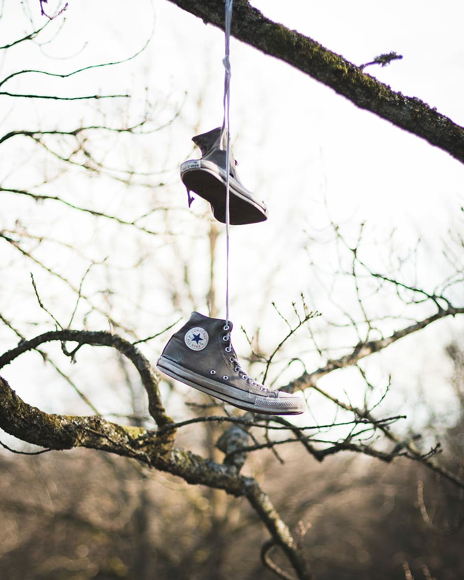 fotografie, gri, conversa, all-star, high topuri, spânzurat, copac, pereche, stele adidasi high-top, agăţat, ramură, cizme, arbore gol, să se concentreze asupra primelor elemente, natură, nici o persoana, plantă, animale vertebrate, vedere unghiulară joasă, animal, zi, pasăre, animale tematice, cer, în aer liber, animale sălbatice, animale în sălbăticie, iarnă, 4K