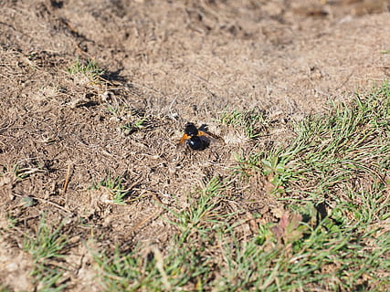 fælles skov svæverflyve, insekt, flyve, bi, fælles humlebee-flyverflyvning, volucella pellucens, Hoverfly, Syrphidae, dyr, flyvende insekt, imago, glans sort, skinnende, sort, vinge, dyre temaer, dyreliv, dyr i naturen, et dyr, jord, hvirvelløse, dag, natur, høj vinkel visning, Mark, plante, ingen mennesker, selektiv fokusering, fugl, udendørs, hvirveldyr, græs, sollys, 4K, CC0, offentligt domæne, royaltyfrie