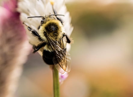 natura, estate, giardino, petali, sfocatura, bombo, avvicinamento, delicato, flora, fiore, volare, miele, Ape, insetto, poco, macro, nettare, all'aperto, polline, impollinazione, vespa, selvaggio, Ali, invertebrato, pianta fiorita, fragilità, temi animali, un animale, animali allo stato selvatico, pianta, animale, fauna selvatica, vulnerabilità, bellezza nella natura, freschezza, concentrarsi sulle conoscenze acquisite, petalo, testa di fiore, nessuno, viola, 4K, CC0, dominio pubblico, privo di copyright
