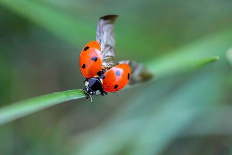selektiv, Fokus, Orange, schwarz, Marienkäfer Barsch, Grün, Pflanze, Marienkäfer, Käfer, Natur, Makro, Insekt, Tier, Gras, fliegen, Punktmuster, Tierthemen, Tiere in freier Wildbahn, ein Tier, Schönheit in der Natur, Nahansicht, keine Leute, Tag, Tierwelt, wirbellos, orange Farbe, Fokus auf den Vordergrund, selektiver Fokus, rot, beschmutzt, draußen, klein, 4K, CC0, gemeinfrei, lizenzfrei