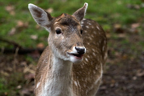 Hirsch, daino, foresta, temi animali, animale, fauna selvatica, animali allo stato selvatico, un animale, mammifero, vertebrato, concentrarsi sulle conoscenze acquisite, cervo, terra, erbivoro, nessuno, giorno, campo, parte del corpo animale, avvicinamento, natura, ritratto, animali domestici, testa di animale, cerbiatto, 5K, CC0, dominio pubblico, privo di copyright