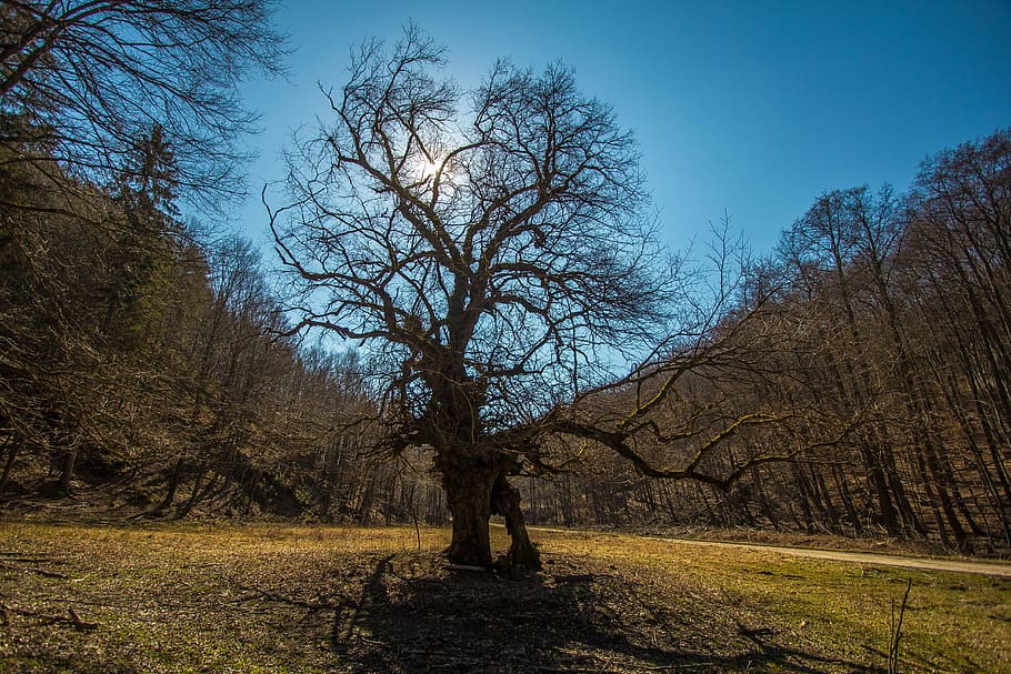 arbre, cel, priroda, naturalesa, a l'aire lliure, tardor, gent, bosc, arbre nu, planta, terra, tranquil·litat, bellesa a la natura, escena tranquil·la, tronc de l'arbre, tronc, branca, escenics - natura, cap gent, paisatge, escena no urbana, medi ambient, camp, 5K