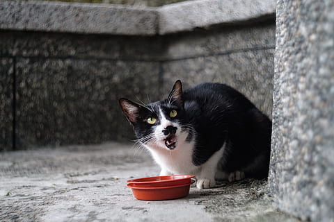 Xinbei, apa grottan, katt, inhemsk, husdjur, ett djur, tamkatt, djur-, däggdjur, djurteman, kattdjur, porträtt, tittar på kameran, inget folk, fokusera på förgrunden, dag, väggbyggande funktion, ryggradsdjur, kattunge, morrhår, ungt djur, mun öppen, border collie, små, 5K, CC0, offentligt domän, royaltyfria