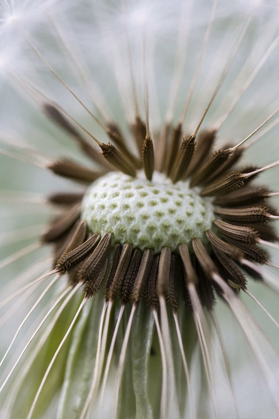 Makrofotografie, braun, Grün, Löwenzahnblume, Löwenzahn, Makro, Natur, schließen, blühen, Pflanze, Blume, Zerbrechlichkeit, Nahansicht, Blütenkopf, selektiver Fokus, keine Leute, Wachstum, Frische, blühende Pflanze, Verletzlichkeit, Blütenstand, Schönheit in der Natur, Pollen, Blütenblatt, extreme Nahaufnahme, Tag, Botanik, draußen, Löwenzahnsamen, 5K