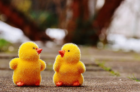 Două, galben, pui, podea, Paști, drăguţ, figura, temă easter, dulce, decor, primăvară, animale tematice, animal, pasăre, grup de animale, tânără pasăre, șeptel, pui de pasăre, să se concentreze asupra primelor elemente, animale vertebrate, nici o persoana, puisor, animale domestice, păsări de curte, mamifer, tânăr animal, intern, animale de companie, animale sălbatice, a închide, 5K, CC0, domeniu public, fără drepturi de autor