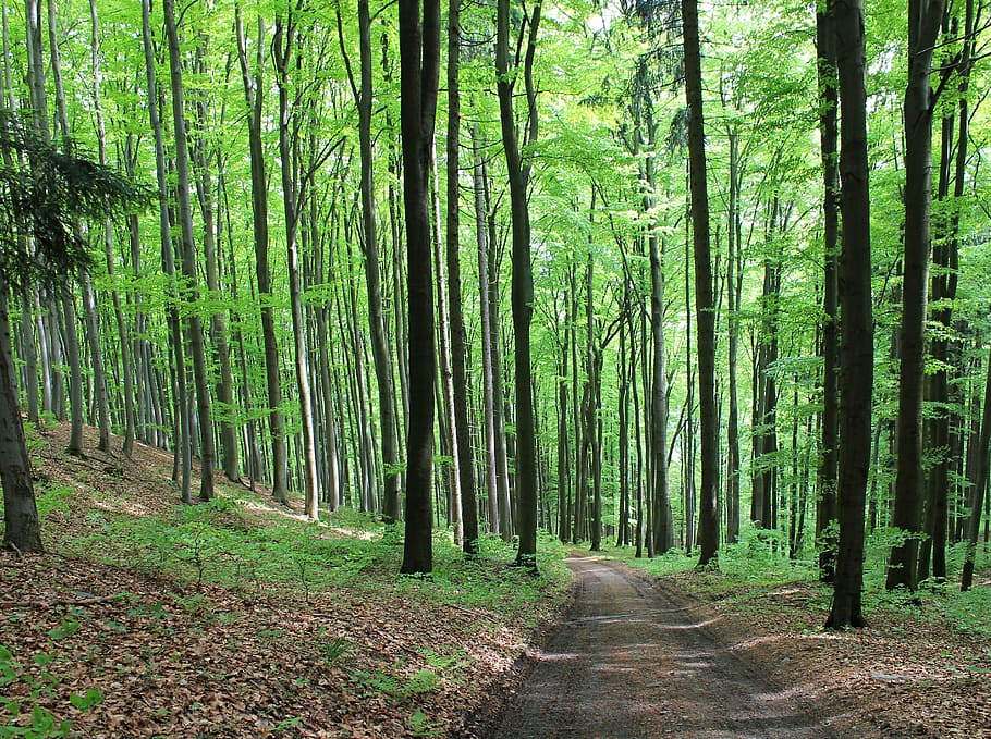 passarel·la, envoltat, arbres, bosc, Camí, carretera forestal, verd, Bohèmia, naturalesa, arbre caducifoli, caminar, estiu, arbre, planta, terra, tranquil·litat, bellesa a la natura, tronc, escena tranquil·la, creixement, tronc de l'arbre, direcció, el camí a seguir, color verd, escena no urbana, escenics - natura, dia, sendera, cap gent, bambú - planta, a l'aire lliure, 2K