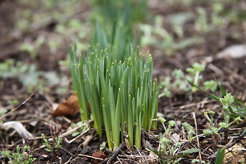 Frühling, Makro, grünes Gras, Frühlingsgras, Grüns, Frische, grüne Farbe, Gemüse, Wachstum, Landwirtschaft, selektiver Fokus, Pflanze, Land, Feld, Natur, Lebensmittel, keine Leute, Tag, Schönheit in der Natur, Fokus auf den Vordergrund, Pflanzenteil, Essen und Trinken, Blatt, Schmutz, Nahansicht, draußen, 5K, CC0, gemeinfrei, lizenzfrei