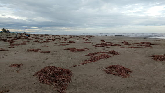 Algen, wolkig, Strand, Sand, Meer, Ufer, Mittelmeer, Costa, Himmel, wolke - himmel, Wasser, Land, Schönheit in der Natur, Ruhe, ruhige Szene, Szenen - Natur, Natur, keine Leute, Horizont über Wasser, Tag, Nicht-städtische Szene, Horizont, draußen, idyllisch, Salzebene, trockenes Klima, 4K, CC0, gemeinfrei, lizenzfrei