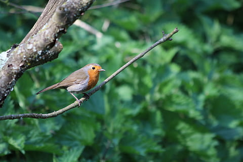 Robin, Spring, Forest, Woodland, april, bird, nature, branch, red, wild, wildlife, tree, feather, one animal, animals in the wild, animal wildlife, animal themes, perching, animal, vertebrate, plant, focus on foreground, no people, green color, day, beauty in nature, close-up, outdoors, 5K, CC0, public domain, royalty free