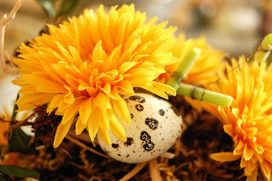 Blume, Ei, Ostern, Schilf, Ornament, Blumen, Ostereier, blühende Pflanze, Frische, Pflanze, Nahansicht, Blütenblatt, Gelb, Verletzlichkeit, Zerbrechlichkeit, Blütenkopf, Schönheit in der Natur, keine Leute, Wachstum, Blütenstand, Fokus auf den Vordergrund, Natur, Pollen, Frühling, draußen, Tag, Blumenschmuck, Strauß, 2K
