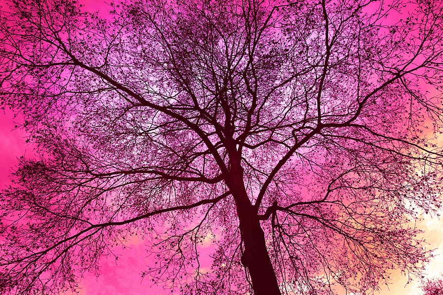rosa, leafed, albero, giorno, illustrazione, cima dell'albero, ramo nudo, albero d'inverno, albero nudo, nodoso, contorto, groviglio, tramonto, cieli rossi, colore rosa, pianta, ramo, bellezza nella natura, Inquadratura dal basso, natura, cielo, crescita, la tranquillità, tronco d'albero, tronco, nessuno, all'aperto, scenics - natura, viola, fiore, pianta fiorita, sfondi, baldacchino di albero, fiore di ciliegio, 5K