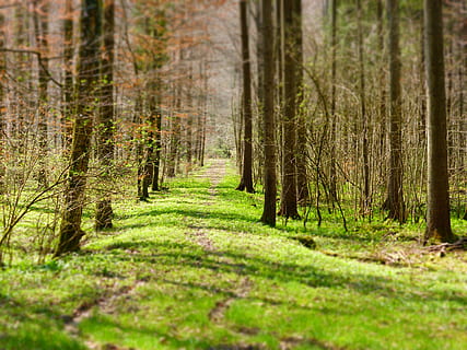 foresta, sentiero, alberi, natura, camminare, traccia, albero, terra, tronco d'albero, pianta, tronco, bosco, bellezza nella natura, messa a fuoco selettiva, erba, la tranquillità, scenics - natura, nessuno, scena tranquilla, scena non urbana, ambiente, colore verde, paesaggio, crescita, all'aperto, Pino, albero di conifere, bosco di pini, treelined, 4K, CC0, dominio pubblico, privo di copyright
