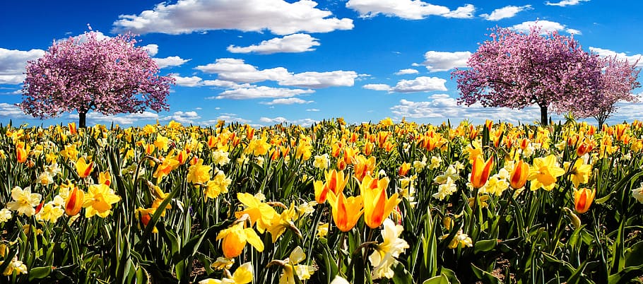 llit, groc, flors de tulipa, osterglocken, prada de primavera, narcisos, primavera, tulipes, flors, flor, florir, flors de primavera, Pasqua, despertar de primavera, frühlingsanfang, colorit, planta, magnòlia, blau, cel, naturalesa, tulipa, estiu, a l'aire lliure, temporada, bellesa a la natura, planta amb flors, frescor, creixement, camp, núvol - cel, terra, multicolor, fragilitat, cap de flor, paisatge, cap gent, color vibrant, llit de flors, jardí ornamental, 4K