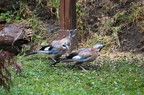 jay, ocell, alimentació, ploma, plomatge, dobles, naturalesa, món animal, retrat animal, jardí, garrulus glandarius, animal, temes d'animals, animals a la natura, fauna animal, vertebrats, grup d’animals, dos animals, planta, herba, dia, cap gent, terra, camp, animal jove, a l'aire lliure, unió, enfocament selectiu, família d’animals, 4K, CC0, domini públic, lliure de regalies