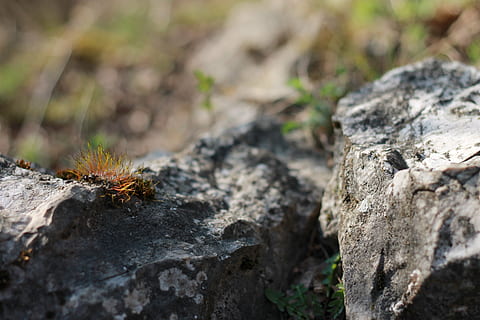 primavera, riposo, scogliera, muschio, camminando nel verde, natura, pianta, albero, nessuno, messa a fuoco selettiva, giorno, avvicinamento, strutturato, solido, animali allo stato selvatico, fauna selvatica, roccia, temi animali, roccia - oggetto, all'aperto, tronco d'albero, animale, ruvido, concentrarsi sulle conoscenze acquisite, tronco, abbaiare, lichene, 4K, CC0, dominio pubblico, privo di copyright