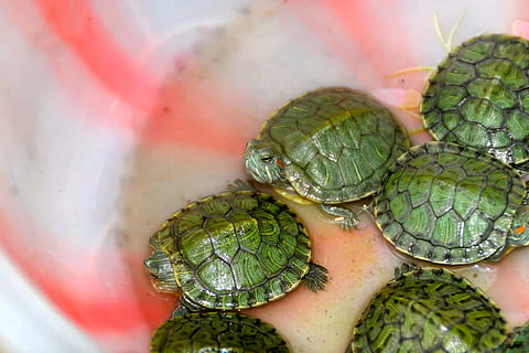 turtles, reptile, tortoise shell, close-up, human body part, food, healthy eating, food and drink, human hand, green color, wellbeing, hand, freshness, day, selective focus, one person, high angle view, water, body part, outdoors, plant, nature, 2K, CC0, public domain, royalty free
