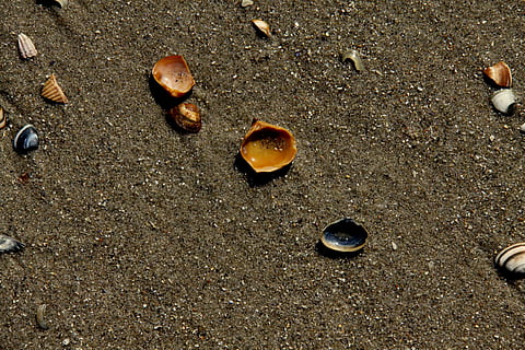 petxines, sorra, mar, sorra, mar, naturalesa, platja, a l'aire lliure, llocs de viatges, cap gent, primer pla, dia, terra, vista d’angle alt, menjar i beguda, natura morta, pedra - objecte, shell, marc complet, marró, menjar, nou, grup d'objectes, fons, castanya, còdols, 4K, CC0, domini públic, lliure de regalies