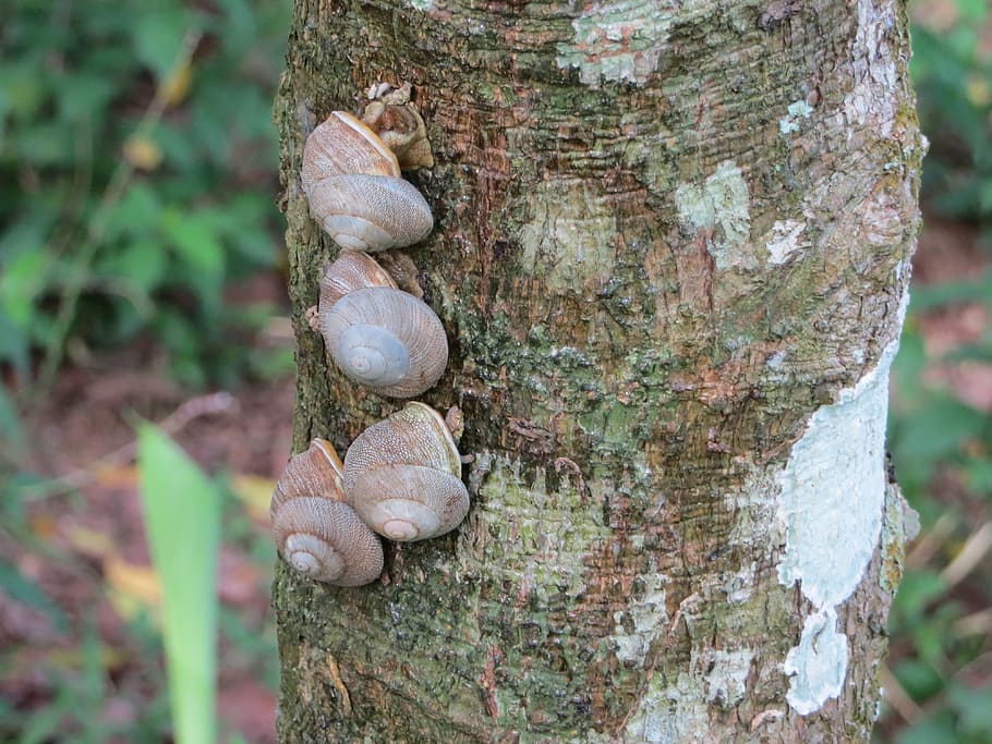 snails, tree, trunk, nature, forest, tree trunk, plant, focus on foreground, no people, animal wildlife, day, close-up, animal themes, animal, animals in the wild, beauty in nature, growth, outdoors, textured, land, natural pattern, plant bark, 4K