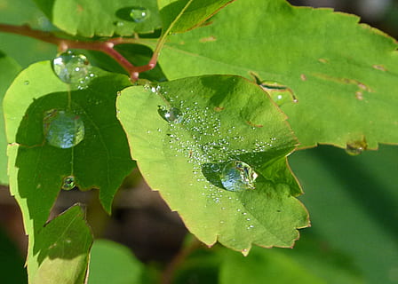 blad, træ, gren, regn dråber, træ, afdeling, grøn, natur, Skov, grøn farve, plante, tæt på, dråbe, makro, friskhed, regndråbe, våd, sommer, dug, udendørs, vand, plante del, vækst, ingen mennesker, fokus på forgrunden, skønhed i naturen, dag, insekt, dyr i naturen, et dyr, regn, blade, regntiden, renhed, 2K, CC0, offentligt domæne, royaltyfrie
