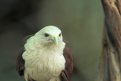 hvid, ørn, hvid ørn, Zoo, aves, fugl, dyr, Animalia, dyre temaer, et dyr, hvirveldyr, dyr i naturen, dyreliv, tæt på, fokus på forgrunden, rovfugl, ingen mennesker, dag, træ, natur, udendørs, dyr kropsdel, papegøje, leder, bagagerum, træstamme, dyr hoved, dyr øje, 5K, CC0, offentligt domæne, royaltyfrie