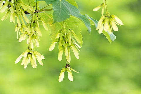 Ahorn, Saat, Grün, Baum, Ahornfrucht, Flügel, Hubschrauber, Pflanze, Frische, Tierthemen, Tierwelt, Insekt, Nahansicht, wirbellos, Tier, ein Tier, Fokus auf den Vordergrund, Schönheit in der Natur, Tiere in freier Wildbahn, Zerbrechlichkeit, Wachstum, Blume, Natur, Lebensmittel, Verletzlichkeit, Essen und Trinken, Tag, keine Leute, draußen, Blütenkopf, Bestäubung, 5K, CC0, gemeinfrei, lizenzfrei