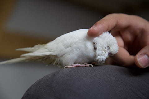mano, pappagallo, animale domestico, uccello, bianca, carezze della mano, animale domestico, uccello, pappagallino, mano umana, parte del corpo umano, un animale, in casa, animali domestici, avvicinamento, detenzione, una persona, domestico, adulto, vertebrato, parte del corpo, concentrarsi sulle conoscenze acquisite, giovane animale, messa a fuoco selettiva, cura, dito, morbidezza, 5K, CC0, dominio pubblico, privo di copyright