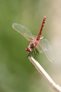 Libelle, Insekt, Flügel, fliegen, Makro, rot, Insekt, Flügel, Tier, Natur, wunderschönen, Sommer-, liebt die Natur, Landschaft, Hintergrund, Nahansicht, Tierflügel, Tierwelt, draußen, grüne Farbe, Tierthemen, ein Tier, Tiere in freier Wildbahn, wirbellos, Fokus auf den Vordergrund, Pflanze, Tag, keine Leute, Schönheit in der Natur, Pflanzenstamm, Zoologie, 2K, CC0, gemeinfrei, lizenzfrei