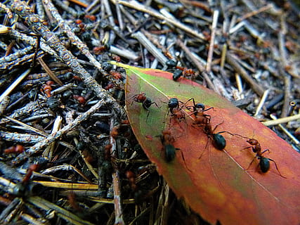 punamusta, musta, ant, hyönteinen, kiireinen, työntekijä, punainen, musta, muurahainen, metsä, ant hill, punainen puu ant, puu-muurahaiset, luonto, yksi eläin, eläinten teemoja, eläimiä, päivä, lähikuva, ulkona, selkärangaton, eläin, eläinten villieläimet, ryhmä eläimiä, ei ihmisiä, kaksi eläintä, eläintiede, keskittyä etualalle, kasvi, korkea kulma, 4K, CC0, public domain, rojaltivapaa