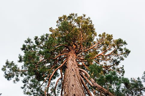 Sequoia, landskab, natur, træ, afdeling, Skov, himmel, træstamme, udendørs, fyrretræ, lav vinkel visning, dag, plante, bagagerum, vækst, ro, ingen mennesker, skønhed i naturen, høj - høj, Palme træ, grøn farve, tropisk klima, scenics - natur, skyfri himmel, bark, nåletræ, direkte under, 2K, CC0, offentligt domæne, royaltyfrie