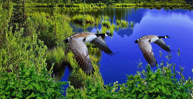 sø, afspejling, vilde ænder, ænder, vegetation, Skov, planter, fugle, vand spejl, ro, natur, dyre temaer, dyr i naturen, dyreliv, ingen mennesker, dag, hvirveldyr, dyr, gruppe af dyr, plante, fugl, træ, flyvende, vand, spredte vinger, grøn farve, vækst, udendørs, flagrende, 1080P