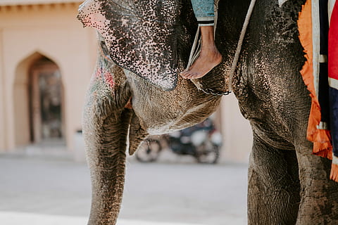 Person, Reiten, braun, Elefant, Fuß, Ohr, Kofferraum, Reise, Straße, Motorrad, Roller, städtisch, Stadt, gemalt, eine Person, Fokus auf den Vordergrund, Tag, niedriger Abschnitt, Erwachsene, menschliches Körperteil, Mittelteil, Haustiere, draußen, Säugetier, Männer, ein Tier, Stehen, Lebensstile, die Architektur, Körperteil, 8K, CC0, gemeinfrei, lizenzfrei
