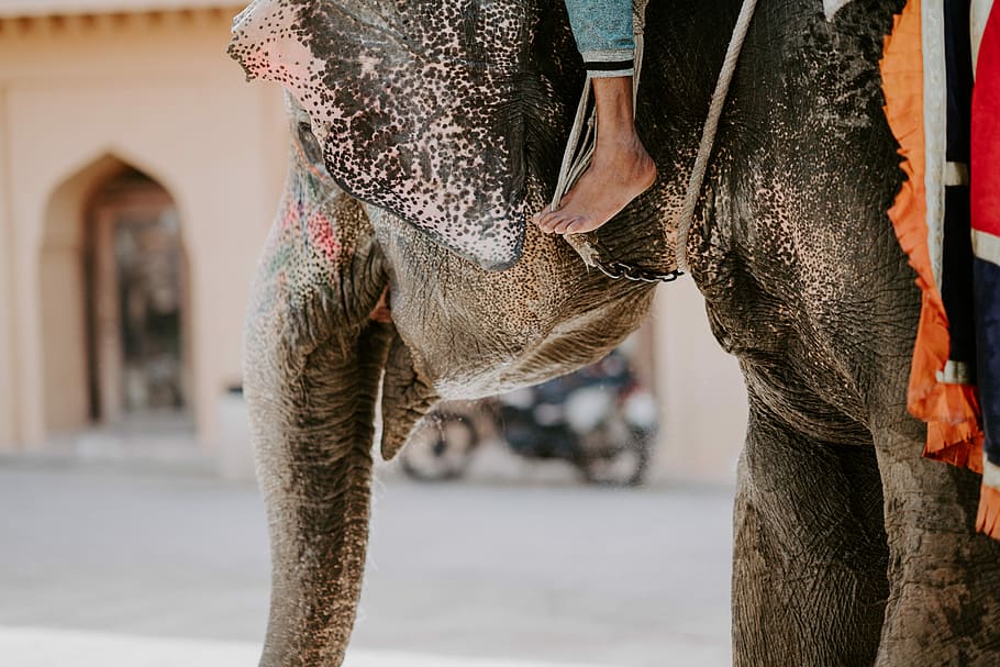 Person, Reiten, braun, Elefant, Fuß, Ohr, Kofferraum, Reise, Straße, Motorrad, Roller, städtisch, Stadt, gemalt, eine Person, Fokus auf den Vordergrund, Tag, niedriger Abschnitt, Erwachsene, menschliches Körperteil, Mittelteil, Haustiere, draußen, Säugetier, Männer, ein Tier, Stehen, Lebensstile, die Architektur, Körperteil, 8K