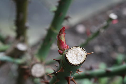 primavera, roses, brot, macro, planta, primer pla, centrar-se en primer pla, cap gent, naturalesa, dia, part de la planta, full, arbre, bellesa a la natura, a l'aire lliure, creixement, enfocament selectiu, bosc, menjar, flor, sec, menjar i beguda, botànica, terra, 4K, CC0, domini públic, lliure de regalies